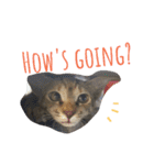 monkey meow meow（個別スタンプ：10）
