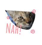 monkey meow meow（個別スタンプ：11）