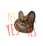 monkey meow meow（個別スタンプ：12）