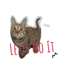 monkey meow meow（個別スタンプ：13）