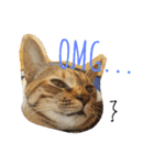 monkey meow meow（個別スタンプ：15）