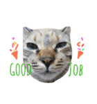 monkey meow meow（個別スタンプ：16）
