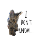 monkey meow meow（個別スタンプ：17）