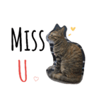 monkey meow meow（個別スタンプ：18）