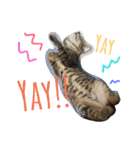monkey meow meow（個別スタンプ：21）