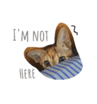 monkey meow meow（個別スタンプ：22）