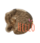 monkey meow meow（個別スタンプ：25）