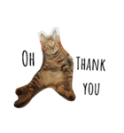 monkey meow meow（個別スタンプ：26）