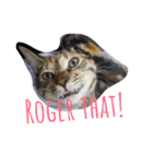 monkey meow meow（個別スタンプ：30）