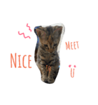 monkey meow meow（個別スタンプ：34）