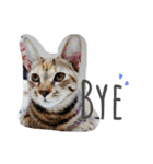 monkey meow meow（個別スタンプ：35）