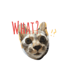 monkey meow meow（個別スタンプ：36）