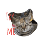 monkey meow meow（個別スタンプ：38）