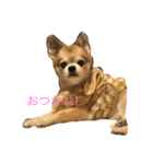 チワワのぶんた（個別スタンプ：3）