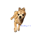 チワワのぶんた（個別スタンプ：8）