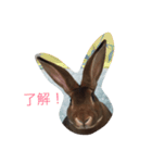 toritori rabbit（個別スタンプ：2）