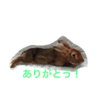 toritori rabbit（個別スタンプ：3）