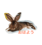 toritori rabbit（個別スタンプ：4）