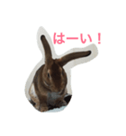 toritori rabbit（個別スタンプ：5）