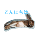 toritori rabbit（個別スタンプ：6）