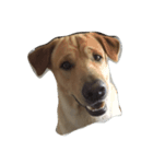 Giant dog dog ver.2（個別スタンプ：1）