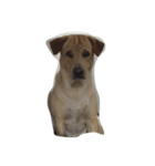 Giant dog dog ver.2（個別スタンプ：2）