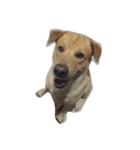 Giant dog dog ver.2（個別スタンプ：3）