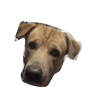 Giant dog dog ver.2（個別スタンプ：4）