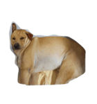 Giant dog dog ver.2（個別スタンプ：5）