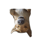 Giant dog dog ver.2（個別スタンプ：6）