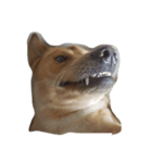 Giant dog dog ver.2（個別スタンプ：7）