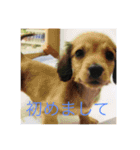 lovely dachshund and toypoodle（個別スタンプ：1）