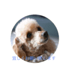 lovely dachshund and toypoodle（個別スタンプ：2）