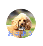 lovely dachshund and toypoodle（個別スタンプ：11）