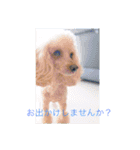 lovely dachshund and toypoodle（個別スタンプ：19）