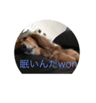 lovely dachshund and toypoodle（個別スタンプ：24）