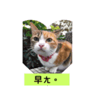 about cat story（個別スタンプ：1）