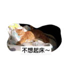 about cat story（個別スタンプ：2）