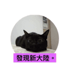 about cat story（個別スタンプ：11）