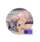 about cat story（個別スタンプ：12）