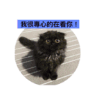 about cat story（個別スタンプ：13）