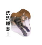 about cat story（個別スタンプ：15）