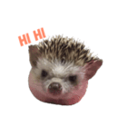 Little hedgehog Bitter melon（個別スタンプ：1）