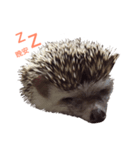 Little hedgehog Bitter melon（個別スタンプ：4）