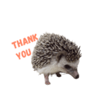 Little hedgehog Bitter melon（個別スタンプ：5）