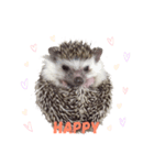 Little hedgehog Bitter melon（個別スタンプ：6）