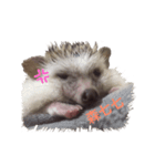 Little hedgehog Bitter melon（個別スタンプ：7）