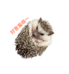 Little hedgehog Bitter melon（個別スタンプ：8）