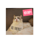 Reza the Cat (Deluxe)（個別スタンプ：1）