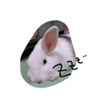 リアルウサギ（個別スタンプ：3）